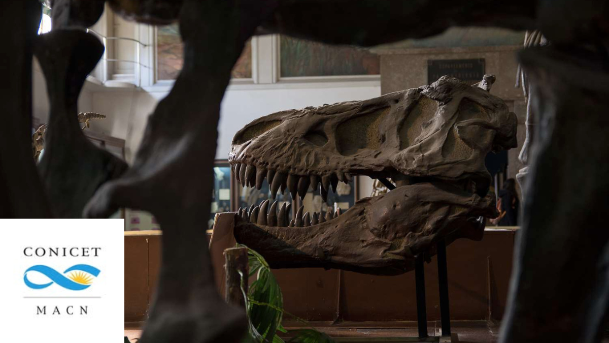 Paleontología en el Museo Argentino de Ciencias Naturales "Bernardino Rivadavia"
